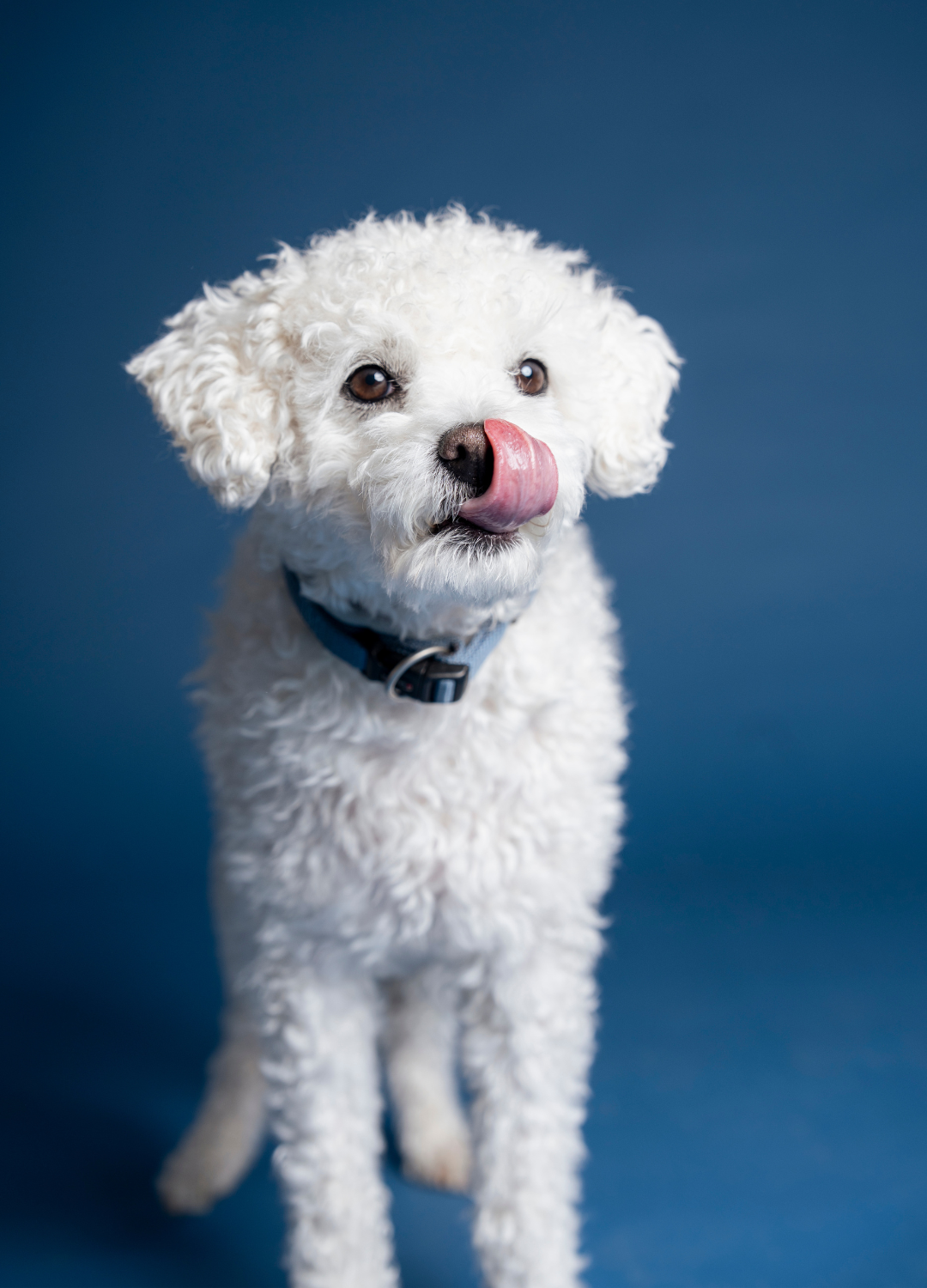 Buerohund_Bruno_hoch